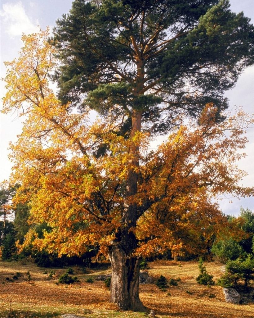 Pinoroble, un árbol único.